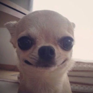 Meet your Posher, Leonardo